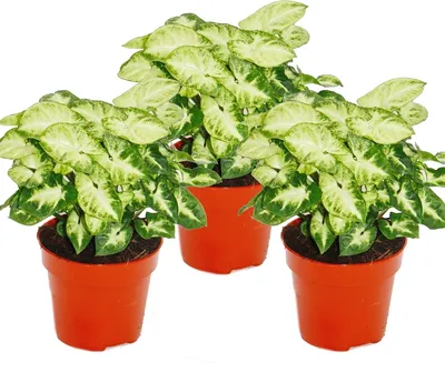 Obrázok produktu pre Syngonium Pixie, sada 3 kusov, fialová kobyla