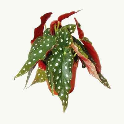 Produktbild von Begonie mit Flecken – Begonie mit Flecken – Begonie mit Bachforellenmuster – Begonia maculata wightii