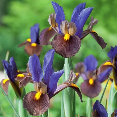 Immagine prodotto di Iris Iris olandese Tigereye 10 bulbi di iris iris