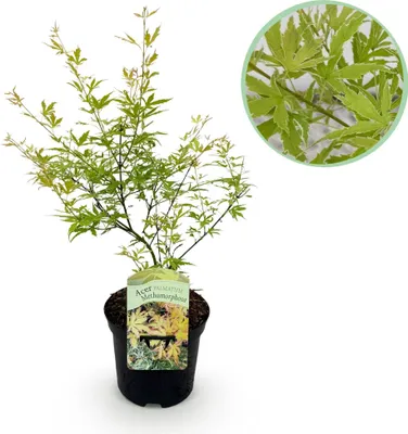 Produktbild von Japanischer Ahorn Acer palmatum Metamorphosa 70cm hoch 19cm Balkonpflanze Deko