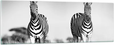 Produktbild von Bilder auf glas - Einteilig - Zebras Fotografie Schwarzweiß - 90x30cm - Glasbilder - Wandbilder - Bilder - Wanddekoration aus Glas - Glas Bilder - Wandbild auf Glas - GAB90x30-4476