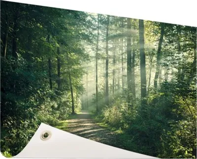 Produktbild von Gartenposter - 60x40 cm - Sonniger Oktobermorgen im Wald  - Modernes Wandbilder - Natur
