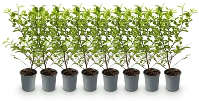 Image de Green boutiQ - Plantes de haie - Ligustrum ovalifolium Aureum - feuillage jaune-vert - 8 plants - 1 mètre linéaire - à feuillage persistant - pot de 9 cm, hauteur 35-40 cm