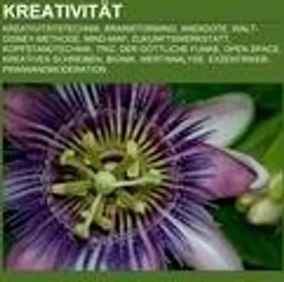 Produktbild von Kreativität