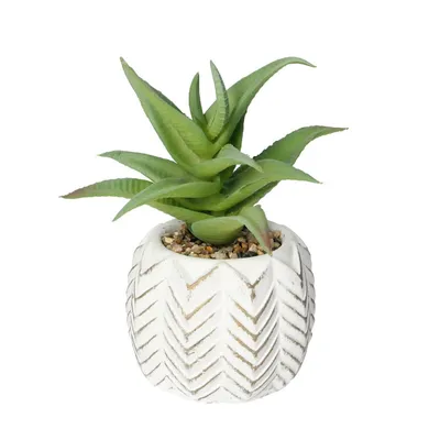 Obrázok produktu pre Decorace Aloes I 14cm