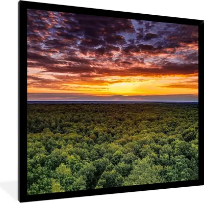 Produktbild von MuchoWow® Gerahmtes Poster Wald - Nacht - Himmel - Horizont - Bäume 40x40 cm - Poster mit Schwarzem Bilderrahmen Wandposter Rahmen Foto Bilder - Mit Rahmen - Wanddekoration Schlafzimmer
