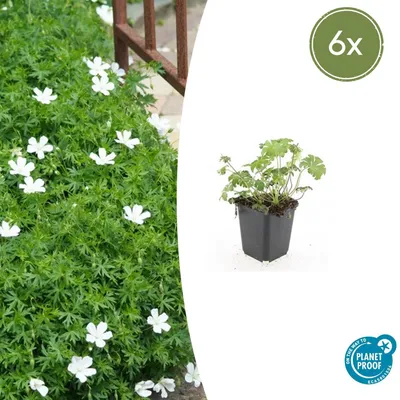Immagine prodotto di Piante tappezzanti - Geranio delle nevi - Geranium sanguineum 'Album' - vaso da 9 cm - set da 6 piante