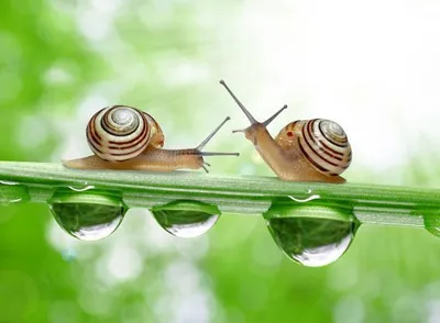 Produktbild von 3 D Ansichtskarte Schnecken, Postkarte Wackelkarte Hologrammkarte Tiere Tier Schnecke