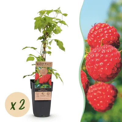 Produktbild von Rubus idaeus Malling Promise - Himbeerpflanze - Winterhart - Rote Himbeere - 2 Pflanzen - 40-50cm - Ø15cm - Gartenpflanze
