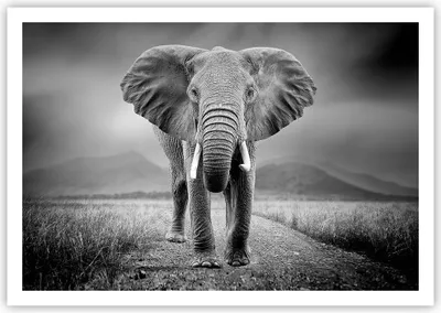 Produktbild von Poster - Poster ohne Rahmen - Elefant Wildnis Natur - 100x70 cm - Wand Bild - Wanddeko - Wandbilder - Kunstposter - Wandposter - Bilder - Kunstdruck - Wanddekoration - Wandbild - P2XAA100x70-4966