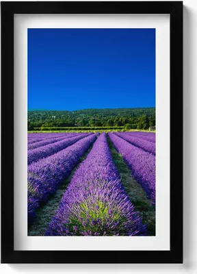 Produktbild von Lavendelfeld in der Provence– Wandbild mit Rahmen – Gerahmtes Bild  – Wanddekoration – 20x30 cm – Schwarz