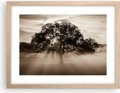 Produktbild von Gerahmtes Poster - Rahmen in heller Eiche - Baum Feld Natur - 40x30 cm - Wand Bild - Wanddeko - Wandbilder - Kunstposter - Wandposter - Bilderrahmen - Bilder - Kunstdruck - Wandbild - P2NAA40x30-3811
