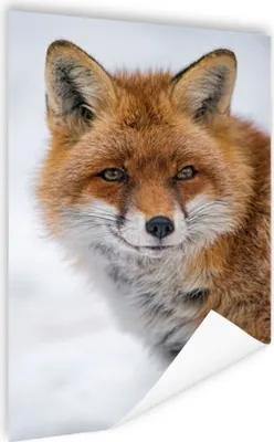 Produktbild von MuchoWow® Poster Fuchs - Porträt - Schnee 80x120 cm - Papierdruck