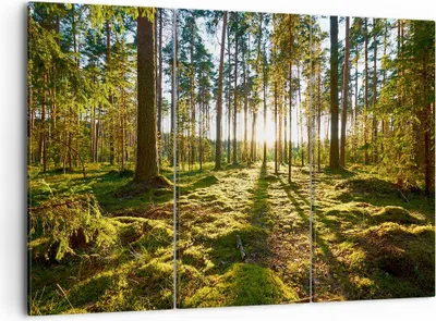 Produktbild von Bild auf Leinwand - Leinwandbild - Wald Baum Natur - 105x70cm - Wand Bild - Wanddeko - Wandbilder - Leinwanddruck - Bilder - Kunstdruck - Wanddekoration - Leinwand bilder - Wandkunst - CE105x70-3724