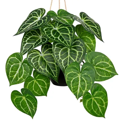 Produktbild von Kunstpflanze Anthurium, Hängend, 56 cm, Dekorativ
