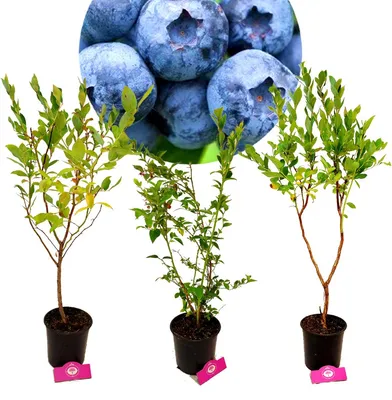 Produktbild von Satz von 3 Heidelbeeren - Vaccinium corymbosum - Höhe +70 cm - 2-Liter-Topf - Mix A