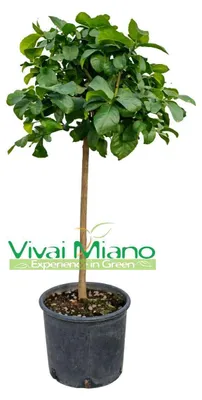 Immagine prodotto di Pianta di Limone Zagara Bianca (vaso - 24)