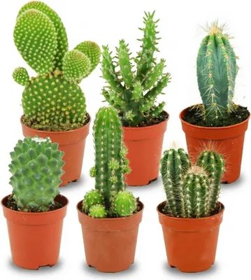 Immagine prodotto di Set di mini cactus - 6 piante - Ø5,5cm - Altezza 5-10cm - Piante da