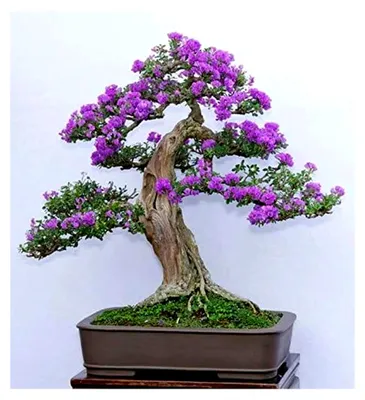 Produktbild von 15 Samen Syringa vulgaris (Flieder Gemeinsame Lila Baum) Bonsai