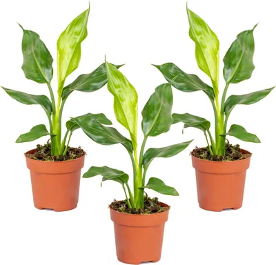 Produktbild von 3er Set - Strelitzia Reginae - Paradiesvogelpflanze - Paradiesvogelblume - Zimmerpflanzen - Luftreinigend - Pflegeleicht - Höhe 30-40 cm - Topf 12 cm