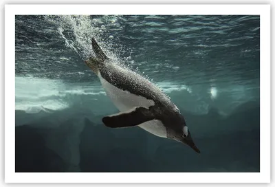 Produktbild von Poster - Poster ohne Rahmen - Tauchen Pinguin Gletscher - 91,5x61 cm - Wand Bild - Wanddeko - Wandbilder - Kunstposter - Wandposter - Bilder - Kunstdruck - Wanddekoration - Wandbild - P2XAA91x61-4189