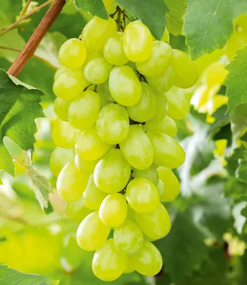 Produktbild von BALDUR Garten Kernlose Tafel-Trauben 'New York®', 1 Pflanze, Weinreben, Vitis vinifera, winterhart, mehrjährig, Vitis vinifera, Kletterpflanze, essbare Früchte