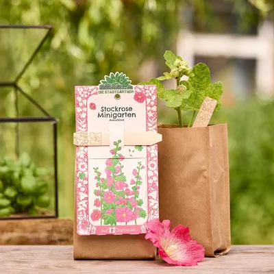 Produktbild von Anzuchtset - Minigarten Stockrose - Saatgut, Erde & Pflanzstäbchen in