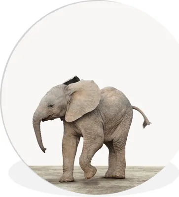 Produktbild von MuchoWow® Rundes Wandbild - Runde Bilder Baby-Elefant - Tiere - Kinder - Mädchen - Jungen Ø 90 cm Kreis Wanddekoration Kunststoff - Wandkreis - Wandschmuck - Wand-Kreis - Wohnzimmer - Bild - Runde - Wanddeko - Dibond - Kunstdrucke