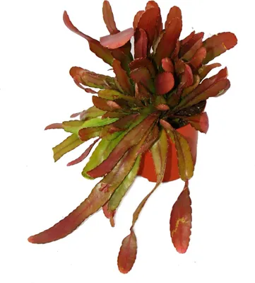 Produktbild von Peitschenkaktus - Rhipsalis heteroclada "Red Coral" - 12cm Topf