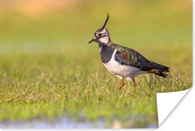 Produktbild von MuchoWow® Poster Vogel - Gras - Natur - Tiere - Kiebitz 120x80 cm - Bilder