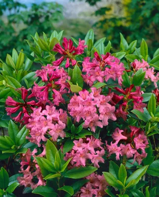 Produktbild von Rhododendron ferrugineum 'Tottenham', Alpenrose, rosa, 12–15 cm