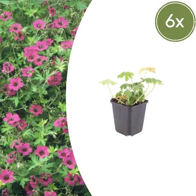 Zdjęcie produktu dla Geranium macrorrhizum "Bevans Variety" - Balkanski bodljikavi - 9cm doniczka - 10-25cm - Zestaw z 6 roślinami