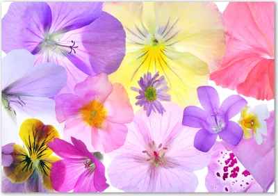 Produktbild von Tulup® Glas-Bild - 100 x 70 - Wandbild aus Glas - Wandkunst - Wandbild hinter gehärtetem Sicherheitsglas - Blumen & Pflanzen - Stiefmütterchen - Mehrfarbig