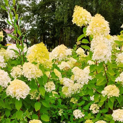 Produktbild von Cremegelbe Hortensie 2L