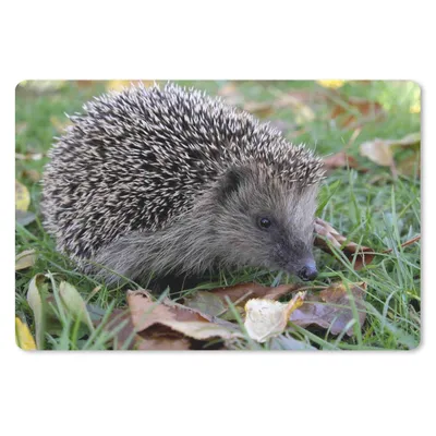 Produktbild von MuchoWow® Schreibtischunterlage Igel im Gras 60x40 cm - XXL Mauspad - Großes Mauspad