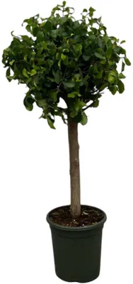 Productafbeelding van Famanu Ficus Nitida (Moclame) op stam - 120 cm - diameter 33 cm