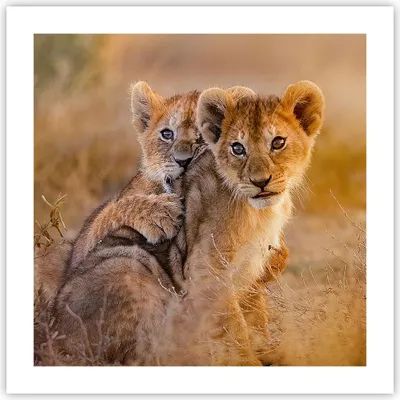 Produktbild von Poster - Poster ohne Rahmen - Löwe Natur Tier - 50x50 cm - Wand Bild - Wanddeko - Wandbilder - Kunstposter - Wandposter - Bilder - Kunstdruck - Wanddekoration - Wandbild - P2XAC50x50-3480