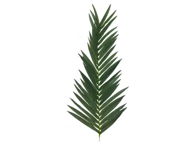 Produktbild von EUROPALMS Kokos-Königspalmwedel, künstlich, 150cm (82509845)