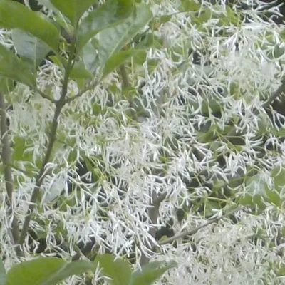 Produktbild von Schneeflockenstrauch - Chionanthus virginicus | 30-40 cm im Container