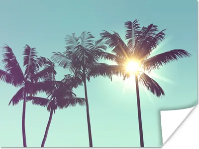 Produktbild von MuchoWow® Poster Palmen - Sommer - Sonne 160x120 cm - Foto Plakat
