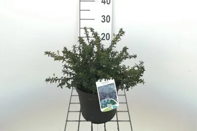 Obrázok produktu pre Ceanothus hybr. 'Blue Mound' - Vrecovitý kvet 25- 30 cm nádoba
