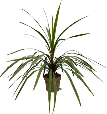 Immagine prodotto di Trendyplants - Cordyline Peko - Pianta da giardino - Altezza 80-100 cm - Dimensioni vaso Ø24cm
