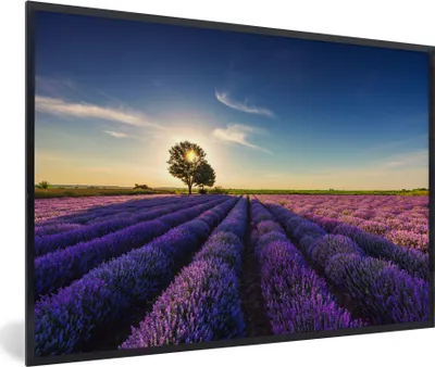 Produktbild von MuchoWow® Gerahmtes Poster Lavendel - Sonne - Baum - Blumen - Lila 90x60 cm - Poster mit Schwarzem Bilderrahmen Wandposter Rahmen Foto Bilder - Fotorahmen - Foto-Plakat