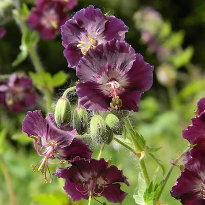 Produktbild von Brauner Storchschnabel  - Geranium phaeum 'Samobor'  | Topf 9x9 cm