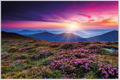 Produktbild von Wallario Wandbild Blumenbedeckte Wiese bei Sonnenuntergang, Größe: 61 x 91,50 cm, Poster mit weißem Aluminiumrahmen
