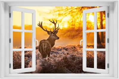 Produktbild von Wallario Wandbild mit Fenster-Illusion: stattlicher Rothirsch im Morgengrauen, Größe: 61 x 91,5 cm, Poster mit weißem Aluminiumrahmen