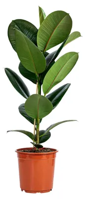 Produktbild von Gummibaum - pflegeleichte Zimmerpflanze, Ficus elastica 'Robusta' - Höhe ca. 70 cm, Topf-Ø 21 cm