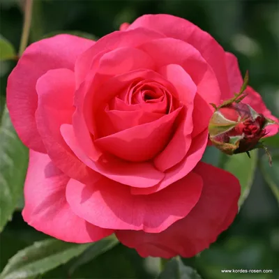 Produktbild von Kordes Kletterrose Rosanna® Reines Lachsrosa