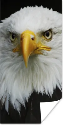 Produktbild von MuchoWow® Poster Adler - Schwarz - Weiß 60x120 cm - Wandschmuck