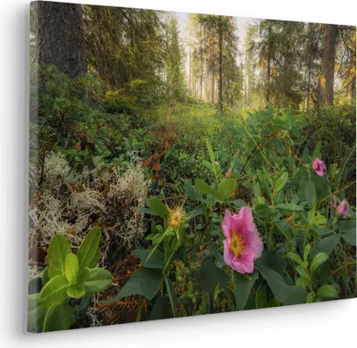 Produktbild von Keilrahmenbild - Charming Woods  - Größe 60 x 40 cm